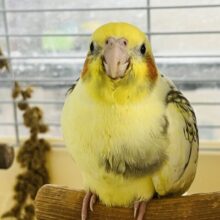 ジャラジャラ♬ｲｹｲｹなﾁｪｰﾝ✨オカメインコ（パールヘビーパイド）