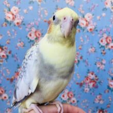 ｴｯﾎｴｯﾎ♬*本当は仲良しになりたいって伝えなきゃ💟かわいいオカメインコさん(パールパイド)🪶✨
