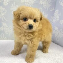🐾໊一緒に遊ぶよね？ハーフ犬(ポメラニアン✖️トイプードル)(クリーム)🍨男の子🩵2025年2月7日生まれ