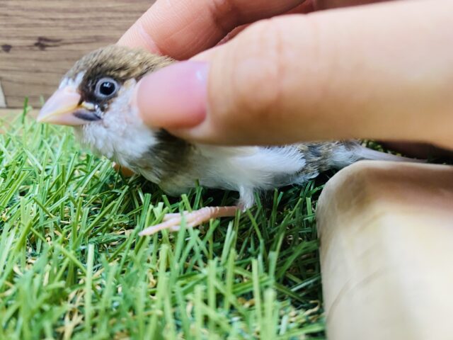 十姉妹（ジュウシマツ）