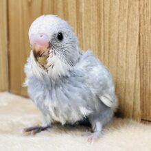 オシャレさんがやってきた🩶セキセイインコ（スパングル）