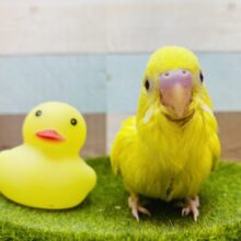最新画像有ります⭐️ピロロロ〜🎶真っ黄色なヒヨコちゃんではありません‼️セキセイインコのダブルファクター⭐️