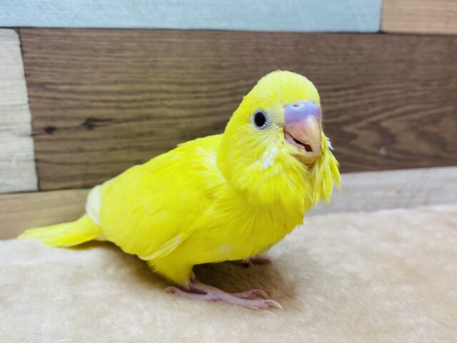 セキセイインコ