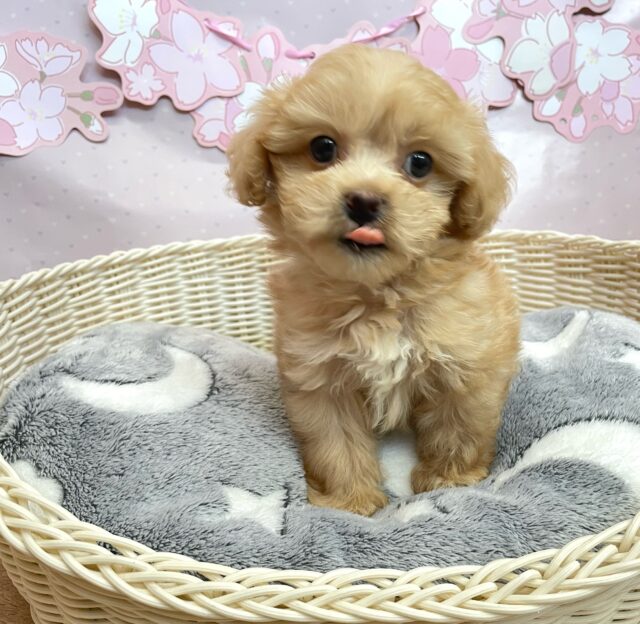 ペキプー