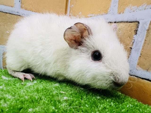 テディモルモット