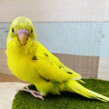 最新画像有ります❗️黒が少なめの黄ちゃんです💛セキセイインコ黄ハルクイン✨