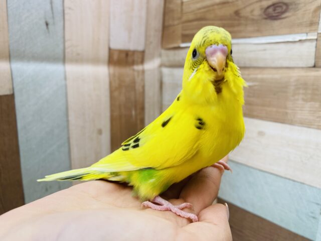 セキセイインコ
