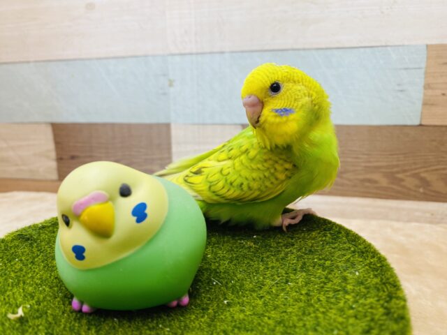セキセイインコ