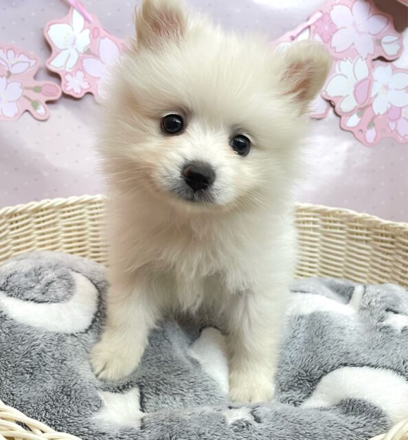 ポメラニアン