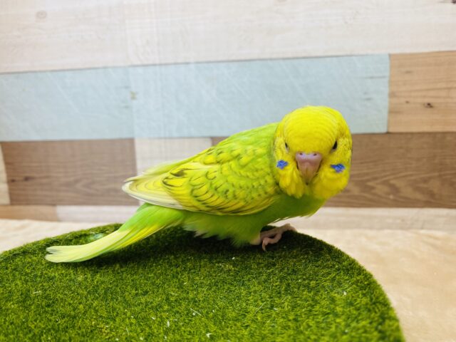 セキセイインコ