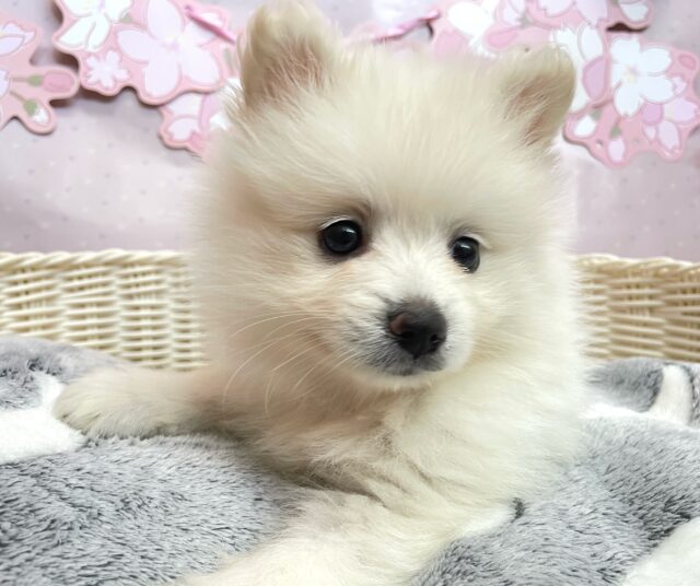 ポメラニアン