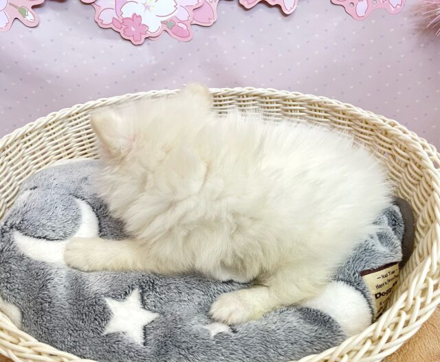 ポメラニアン