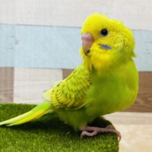 最新画像有ります💚見せびらかしたい！スパングル模様✨セキセイインコのスパングル！