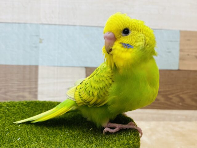 最新画像有ります💚見せびらかしたい！スパングル模様✨セキセイインコのスパングル！