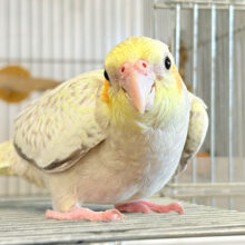 可愛いお顔でお出迎え~♩♩オカメインコ(シナモンパール)