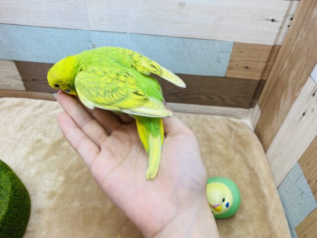 セキセイインコ