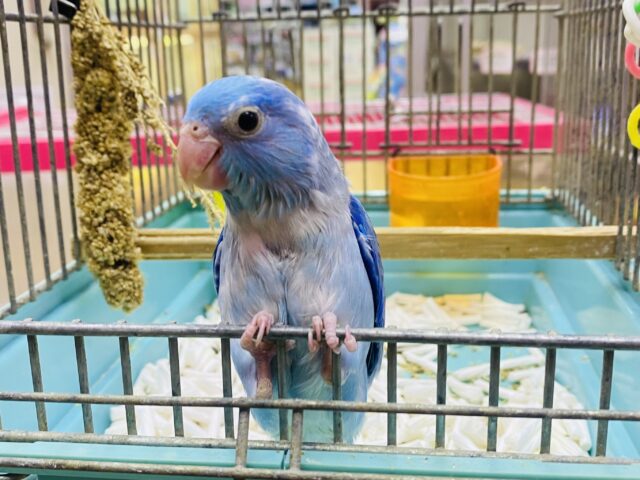 マメルリハ