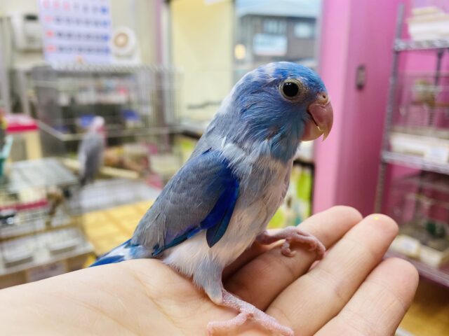 マメルリハ