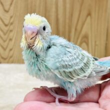 表情豊かなセキセイインコちゃん（パステルカラーレインボー）