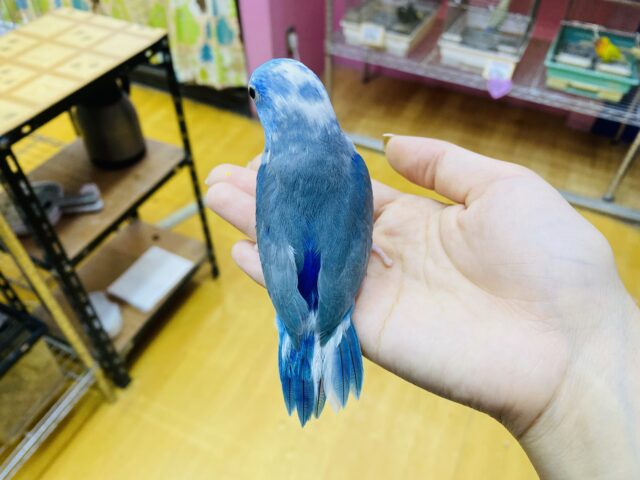 マメルリハ