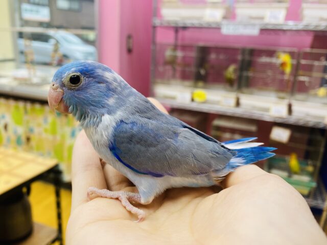 マメルリハ