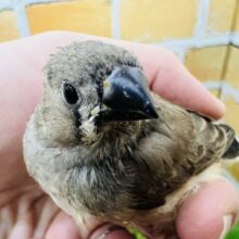 水玉しっぽ♡ポーカーフェイス代表🎶キンカ鳥だよ☆