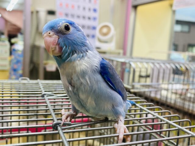 マメルリハ