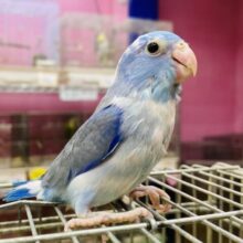最新画像あります✨みんなの目線を独り占め🥰💙マメルリハインコのブルーパイド男の子🌟