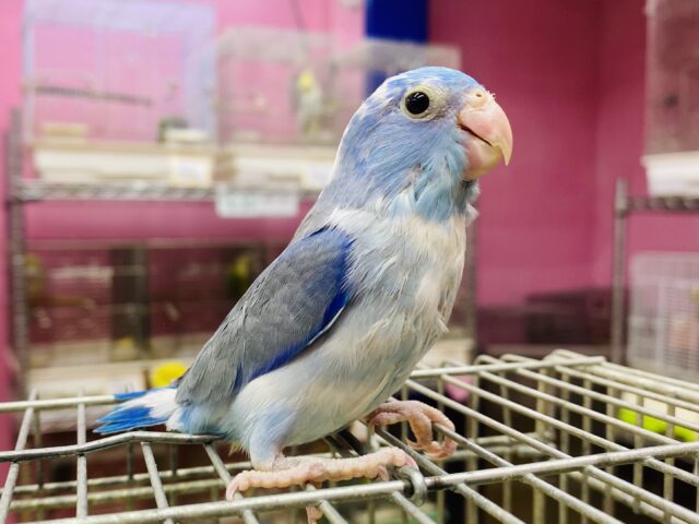 最新画像あります✨みんなの目線を独り占め🥰💙マメルリハインコのブルーパイド男の子🌟