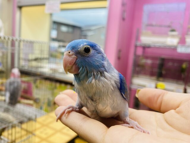 マメルリハ