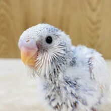 モフっと可愛いセキセイインコちゃん（パイド）