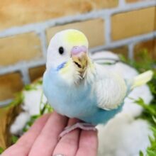 飛行機ぶ〜ん🎶✈️羽色が美しすぎる♡セキセイインコ（パステルレインボースパングル）