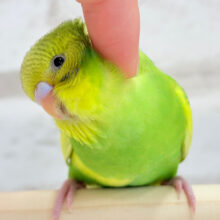 【最新画像更新🪄ひとり餌になりました！】ピヨピヨ鳴きが止まらないっ！！！セキセイインコ(パイド) ヒナ