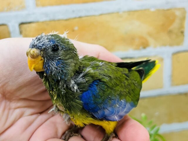 キキョウインコ（桔梗インコ）