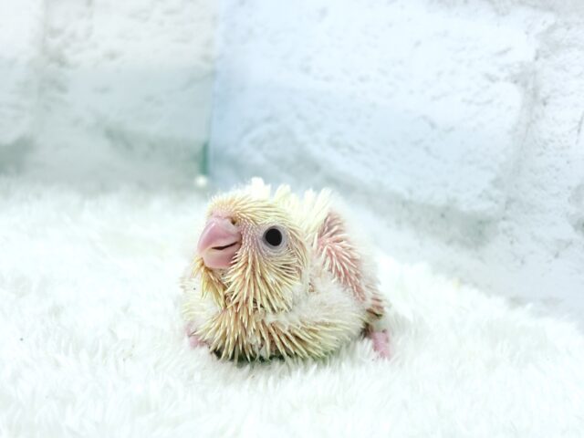 サザナミインコ