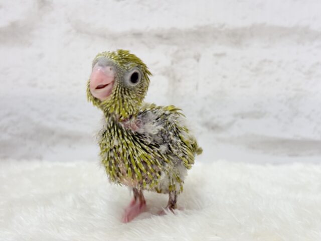 サザナミインコ