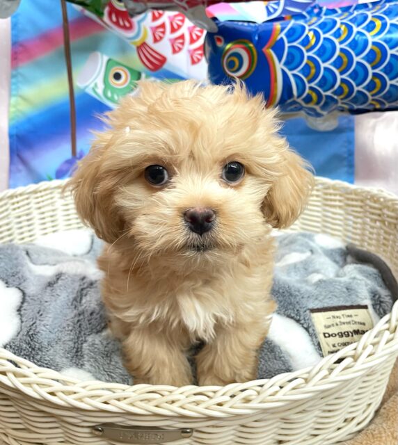 🐾マイペースBOY🐾ハーフ犬(ペキニーズ✖️トイプードル)🩵男の子🩵2025年2月1日生まれ