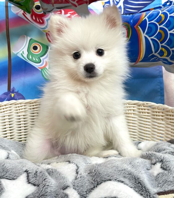 ポメラニアン