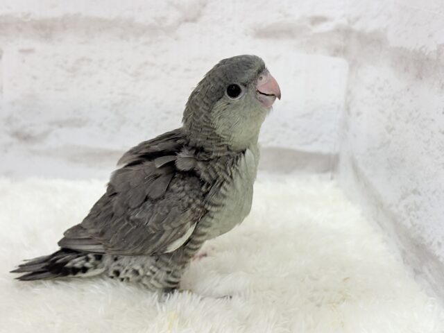 サザナミインコ
