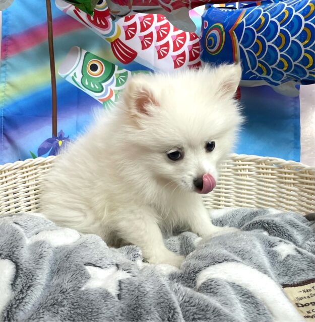 ポメラニアン