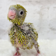 この時期ぴったりよもぎちゃん🌿サザナミインコ(スパングル) ヒナ