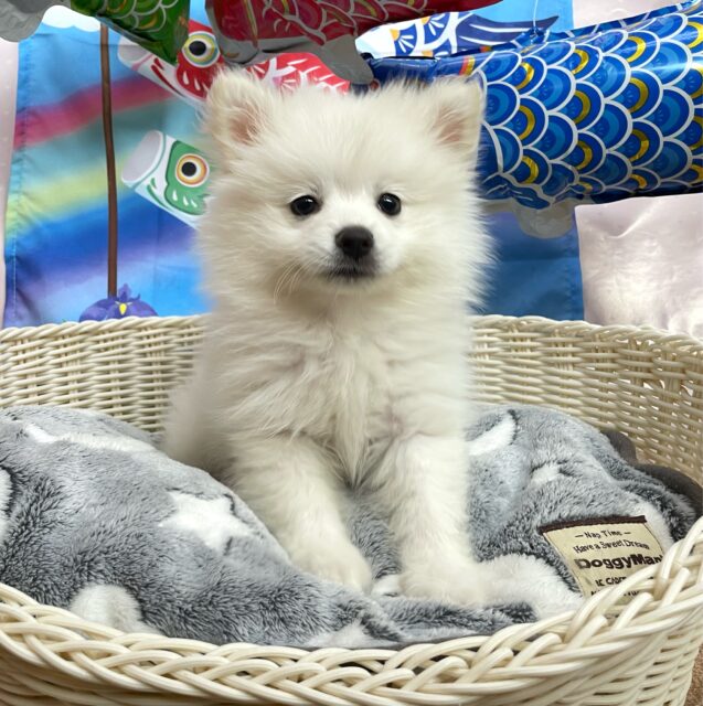 ポメラニアン