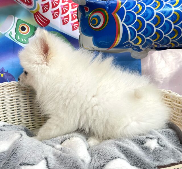 ポメラニアン