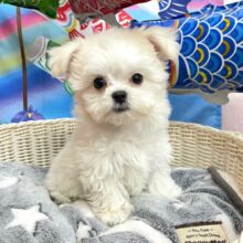 ☁ホワイティ〜ドッグ☁️ハーフ犬(マルチーズ✖️チワワ)‎🤍(ホワイト)‎🤍女の子💖2025年2月7日生まれ