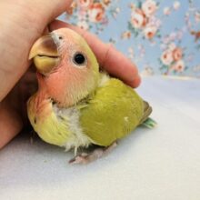 裏葉色の🌿✨かわいい手乗りコザクラインコさん🦜❤︎