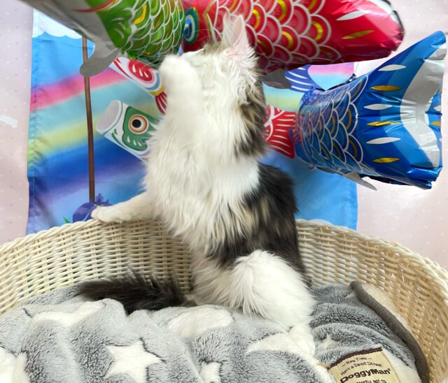 ノルウェージャンフォレストキャット