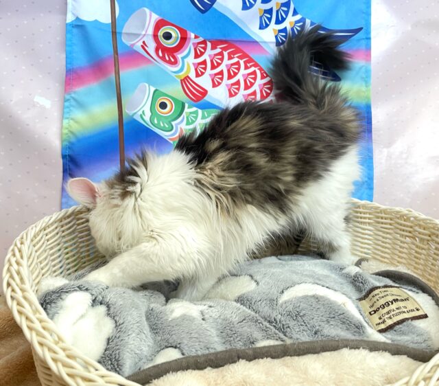 ノルウェージャンフォレストキャット