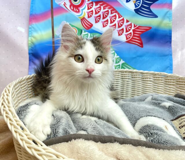 ノルウェージャンフォレストキャット
