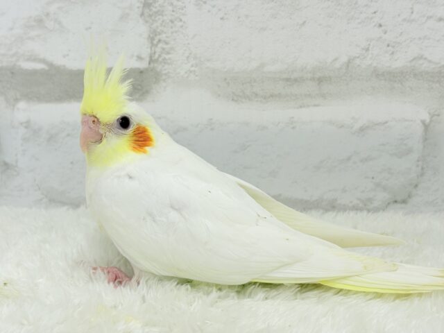 オカメインコ
