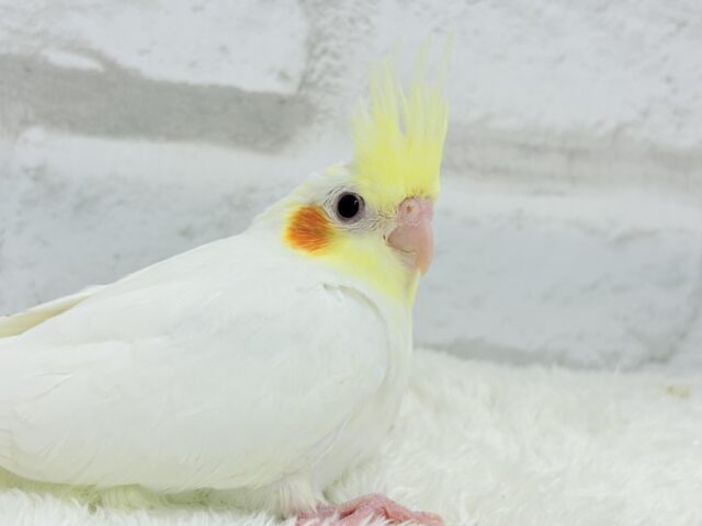 オカメインコ